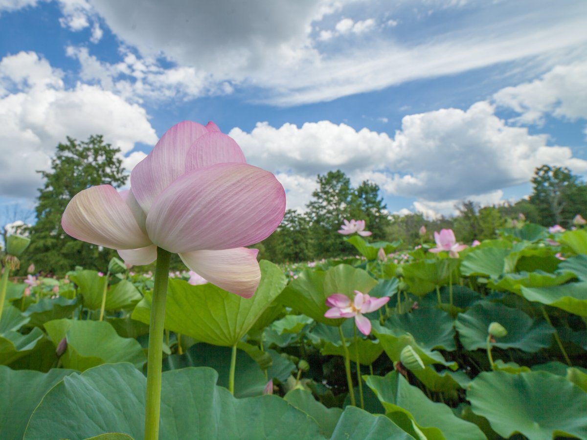 5 DC Parks to Make the Most of Your Takeaway&nbsp;Picnic