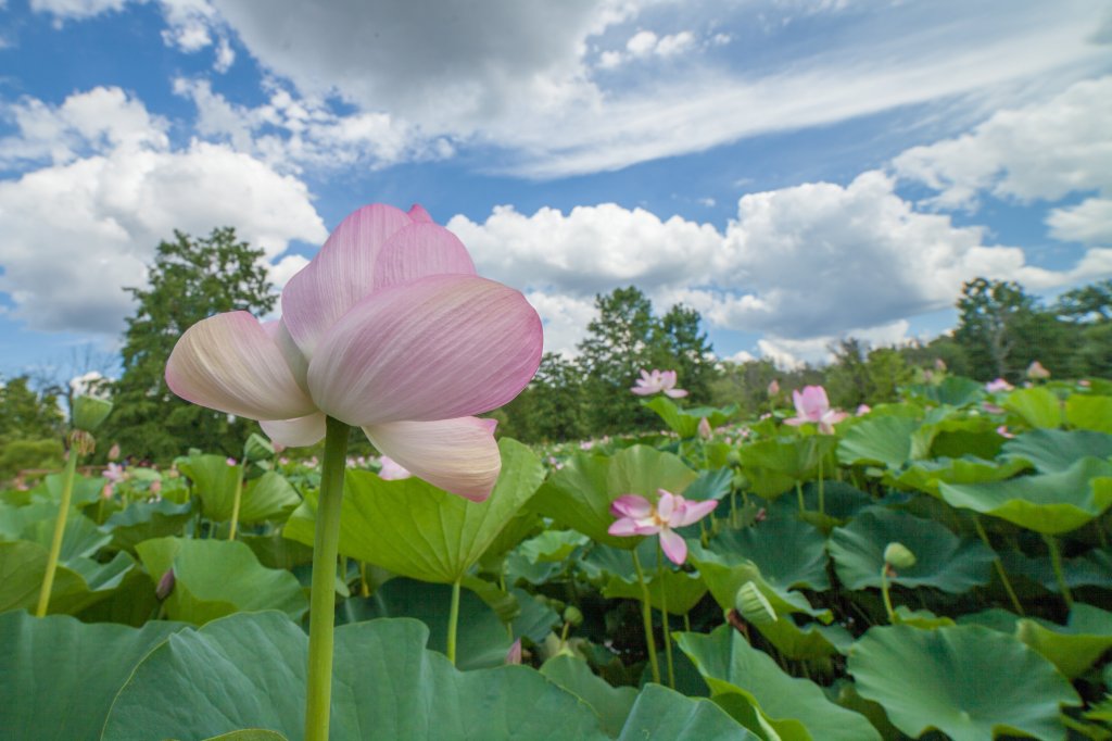 5 DC Parks to Make the Most of Your Takeaway&nbsp;Picnic
